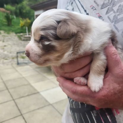 Chiots berger australien #4