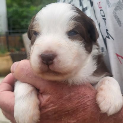 Chiots berger australien #5