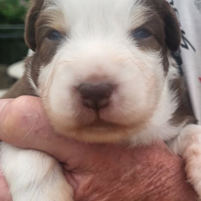 Chiots berger australien #6