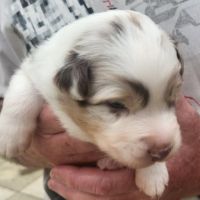 Chiots berger australien