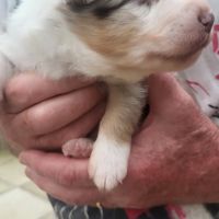 Chiots berger australien #3