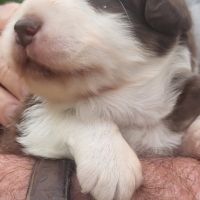 Chiots berger australien #7