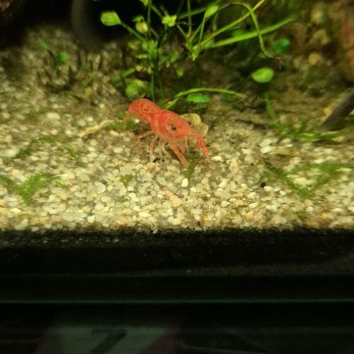 Cpo orange/cambarellus patzcuarensis orange #2