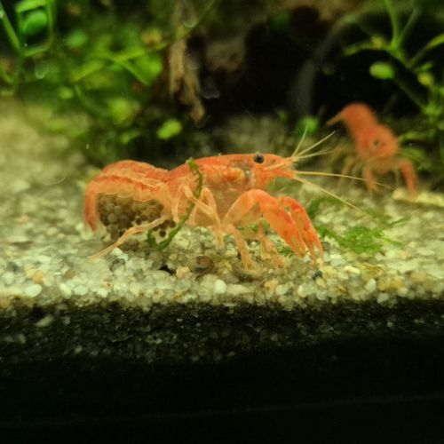 Cpo orange/cambarellus patzcuarensis orange #3