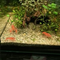 Cpo orange/cambarellus patzcuarensis orange #1