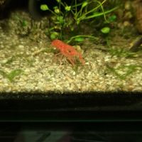 Cpo orange/cambarellus patzcuarensis orange #2