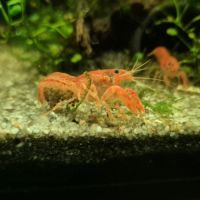 Cpo orange/cambarellus patzcuarensis orange #3