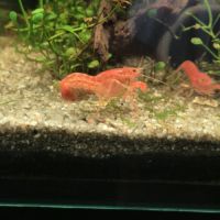 Cpo orange/cambarellus patzcuarensis orange #0