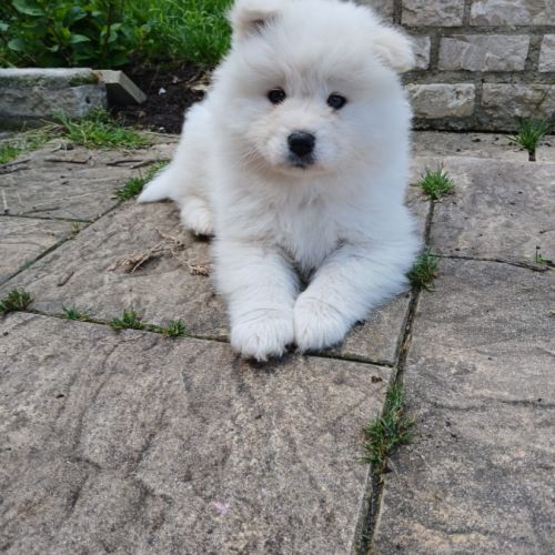 Magnifiques chiots samoyede élevés en famille #3