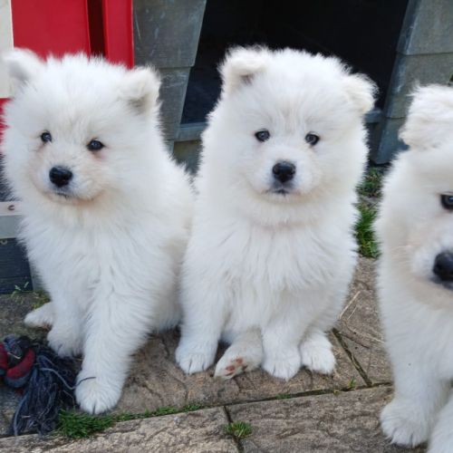 Magnifiques chiots samoyede élevés en famille