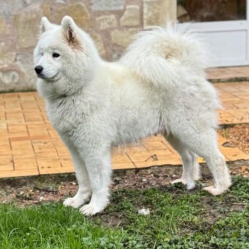 Magnifiques chiots samoyede élevés en famille #5