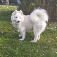 Magnifiques chiots samoyede élevés en famille #1