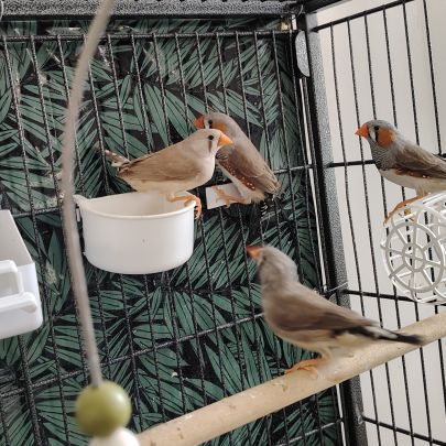 Jeune mandarin disponible