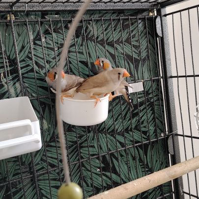 Jeune mandarin disponible #2