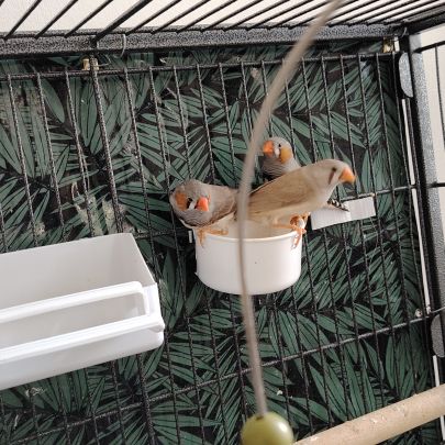 Jeune mandarin disponible #3