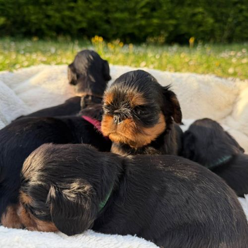 Chiot epagneul king charles #1