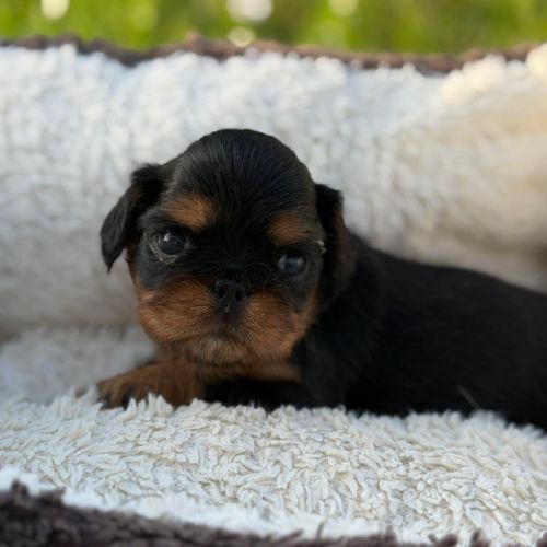 Chiot epagneul king charles #2