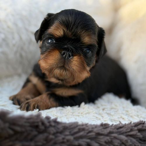 Chiot epagneul king charles #3