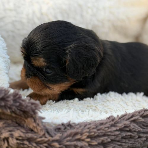 Chiot epagneul king charles #4