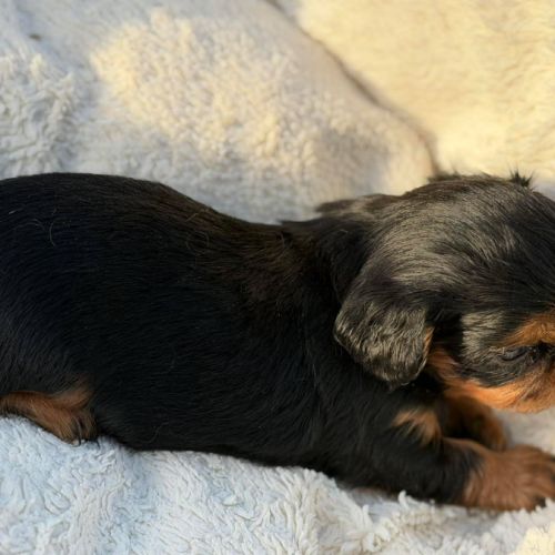 Chiot epagneul king charles #5