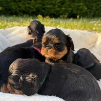 Chiot epagneul king charles #1