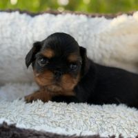 Chiot epagneul king charles #2