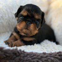 Chiot epagneul king charles #3