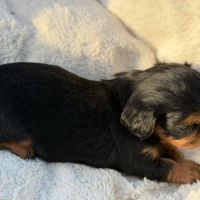 Chiot epagneul king charles #5