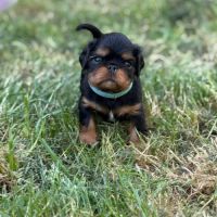 Chiot epagneul king charles #6