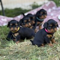 Chiot epagneul king charles