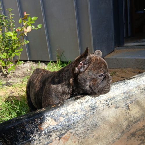 Chiot bouledogue français lof