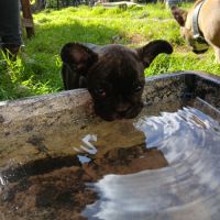 Chiot bouledogue français lof #2