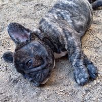 Chiot bouledogue français lof #3