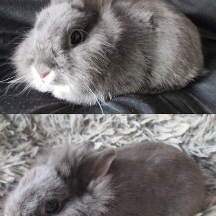 Jeune lapin toy, mâle , vacciné #1