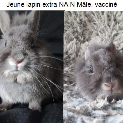 Jeune lapin toy, mâle , vacciné