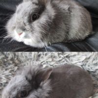 Jeune lapin toy, mâle , vacciné #1