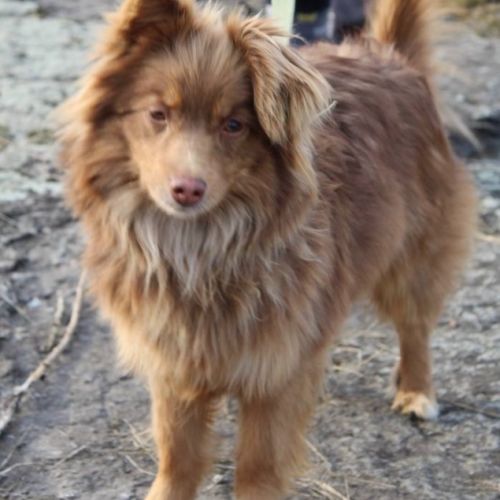 Chataigne se trouve dans un refuge en ukraine