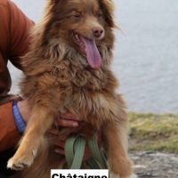 Chataigne se trouve dans un refuge en ukraine #2