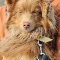 Chataigne se trouve dans un refuge en ukraine #3