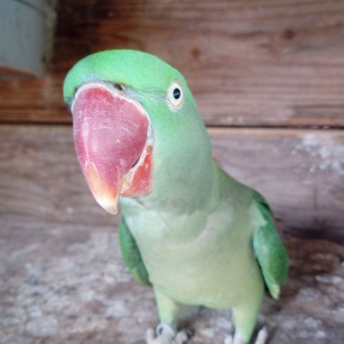 Perruche grand alexandre femelle de 2010 #1