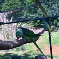 Perruche grand alexandre femelle de 2010 #0