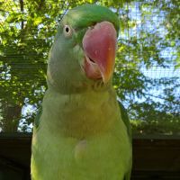 Perruche grand alexandre femelle de 2010 #3