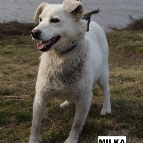 Milka se trouve dans un refuge en ukraine #4