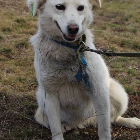 Milka se trouve dans un refuge en ukraine #5