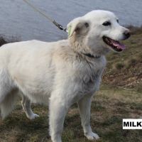 Milka se trouve dans un refuge en ukraine #2