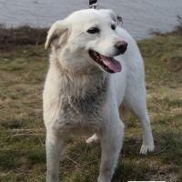 Milka se trouve dans un refuge en ukraine #3