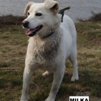 Milka se trouve dans un refuge en ukraine #4