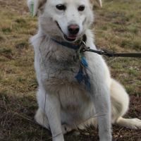 Milka se trouve dans un refuge en ukraine #5