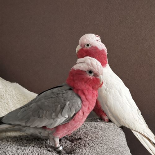 Jeune couple de cacatoès rosalbin eam #0