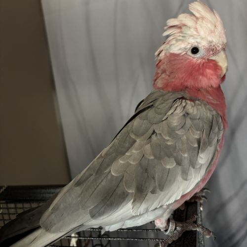 Jeune couple de cacatoès rosalbin eam #2